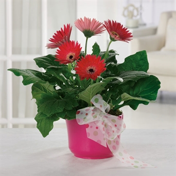 To Mom, With Thanks